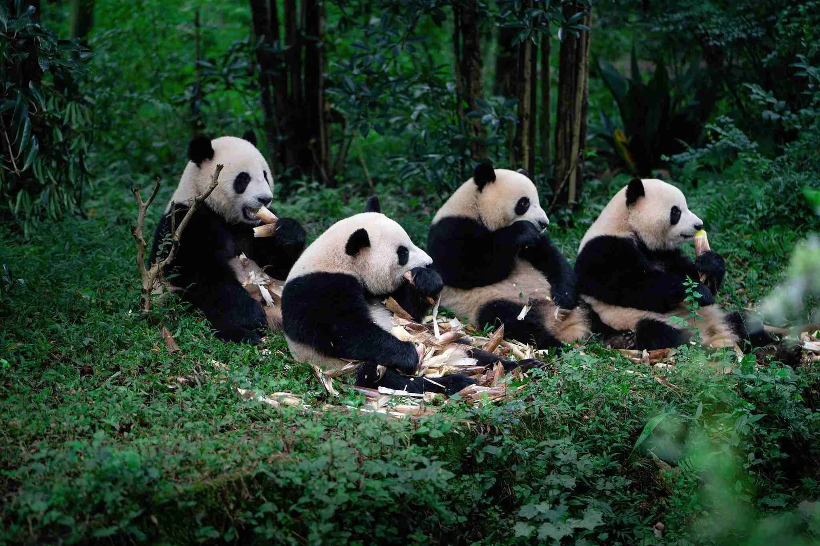 Four giant pandas eating bamboo in the forest