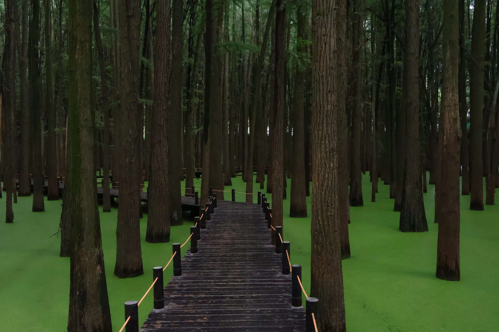 A wooden boardwalk through a forest standing in green water