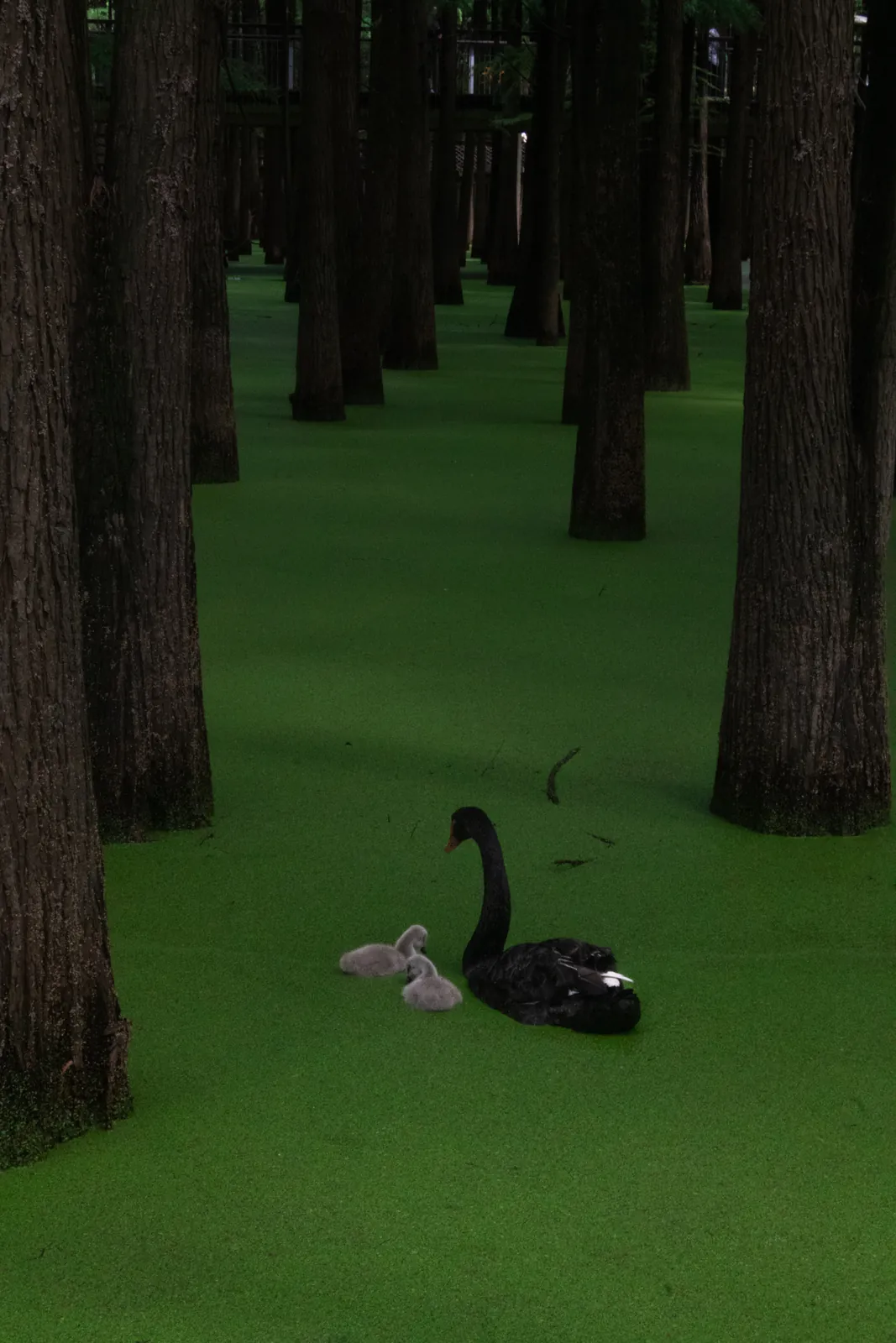 A black swan on the green water of Qingshan Lake