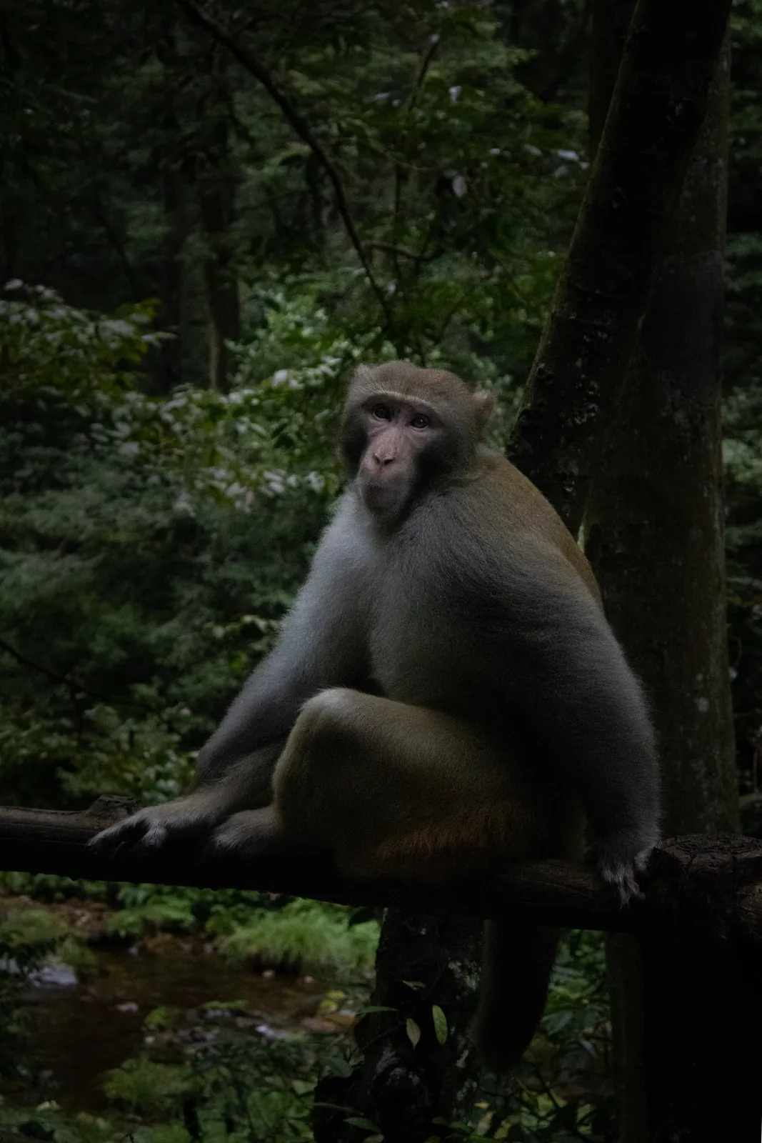 A monkey sitting on a branch by Golden Whip Stream